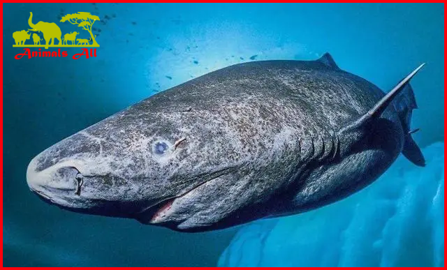 Greenland Shark