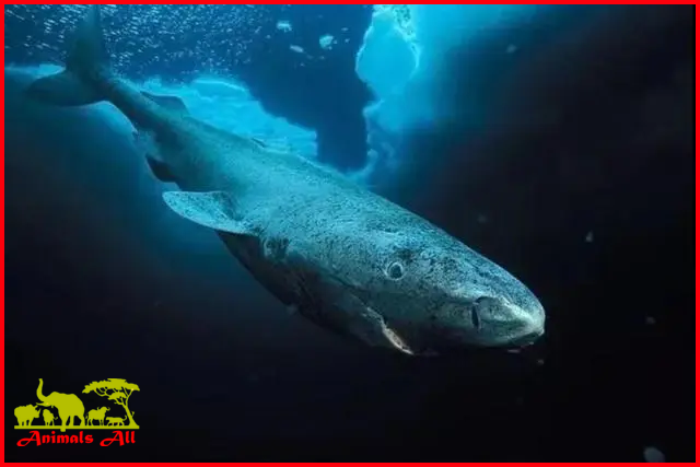 Greenland Shark