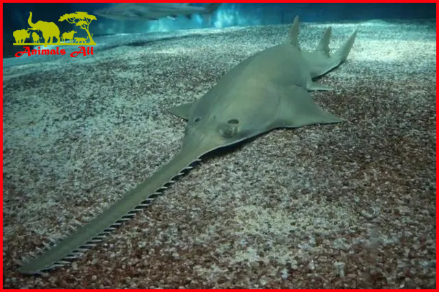 Sawfish