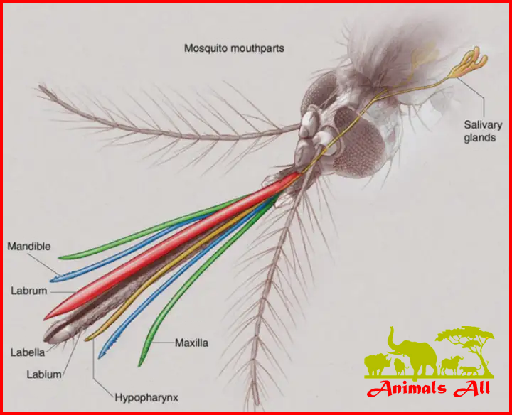 Mosquito mouthparts