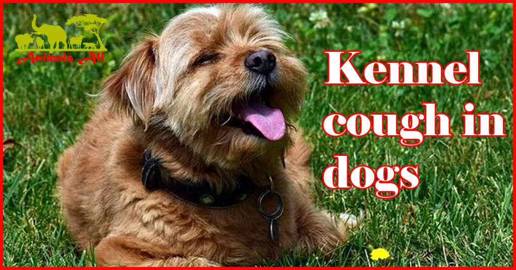 kennel cough in dogs