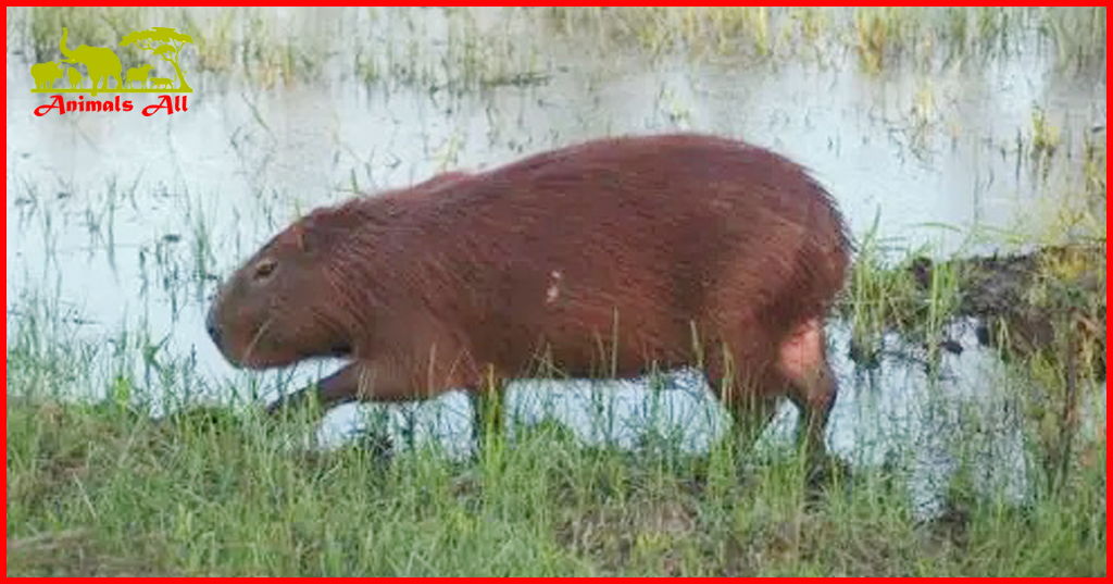 Capybara