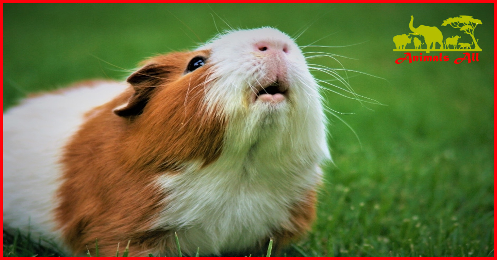 Guinea pigs