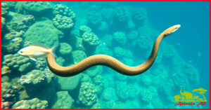 Olive Sea Snake