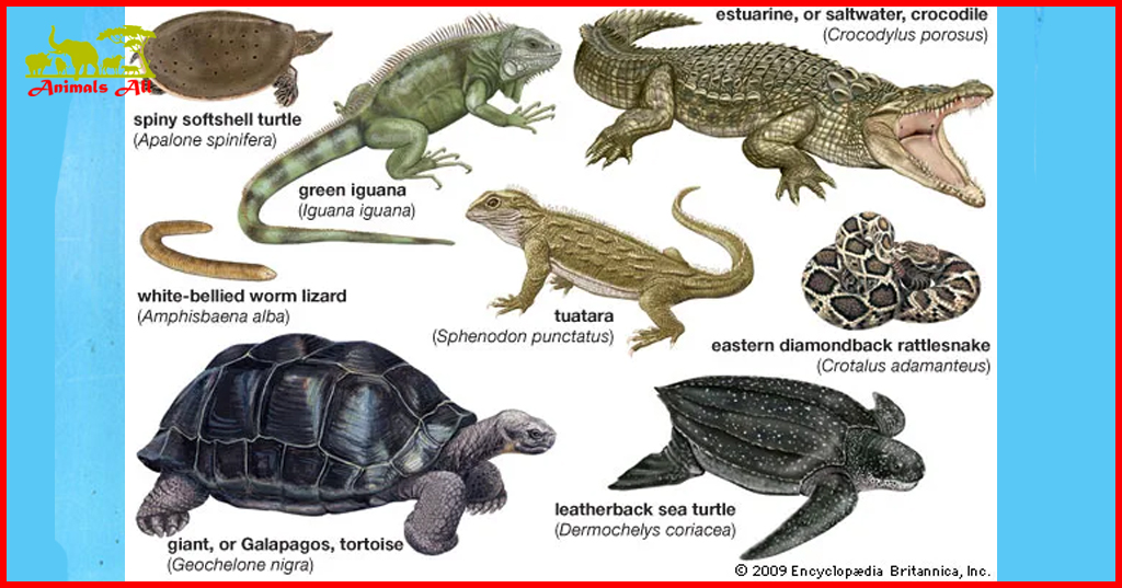 Reptiles