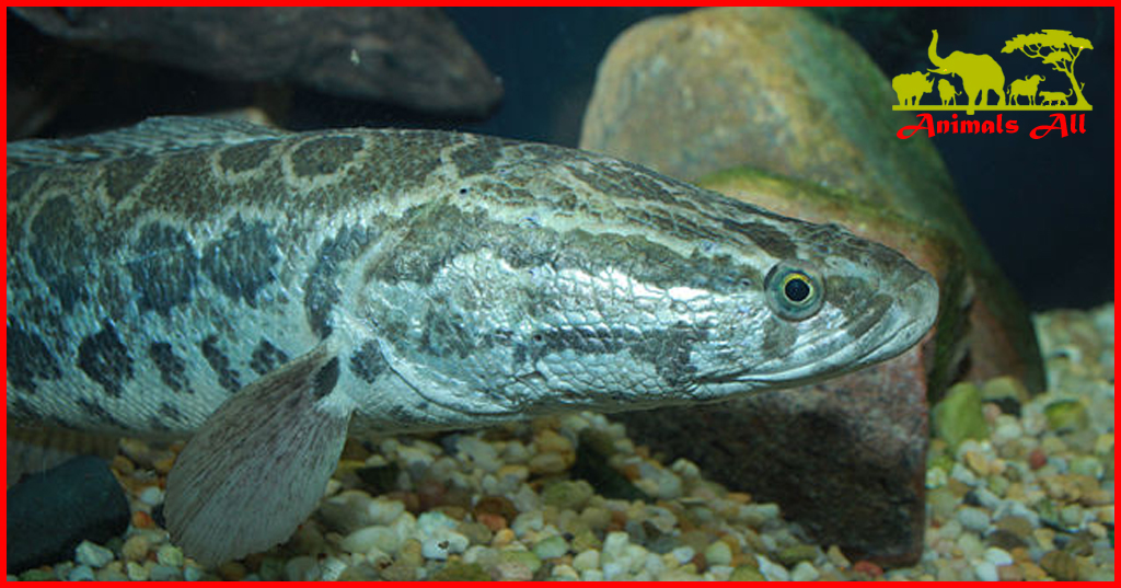 Snakehead fish