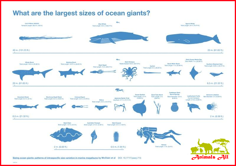 Largest sizes of ocean giants