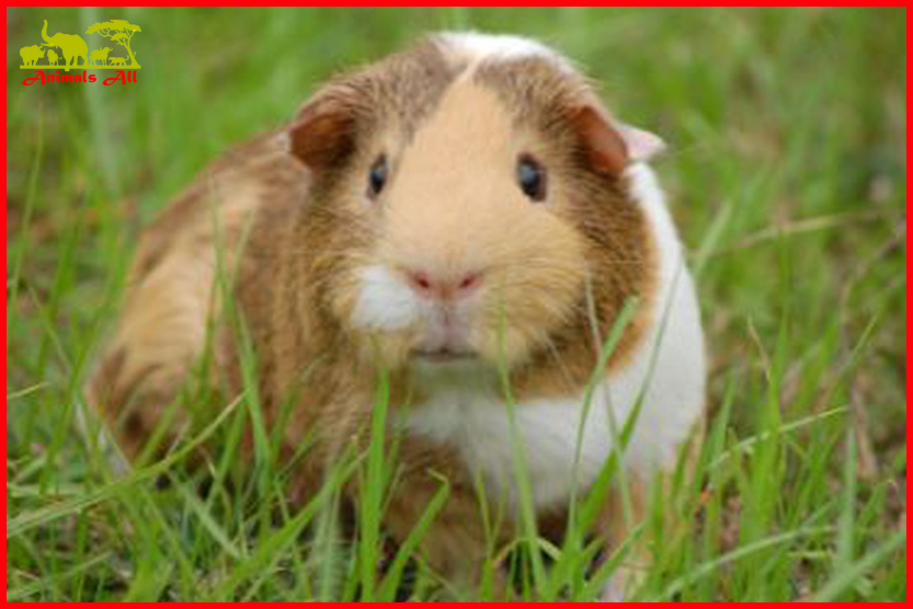 Guinea pig