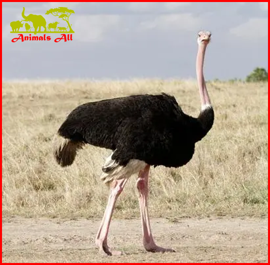 The Ostrich