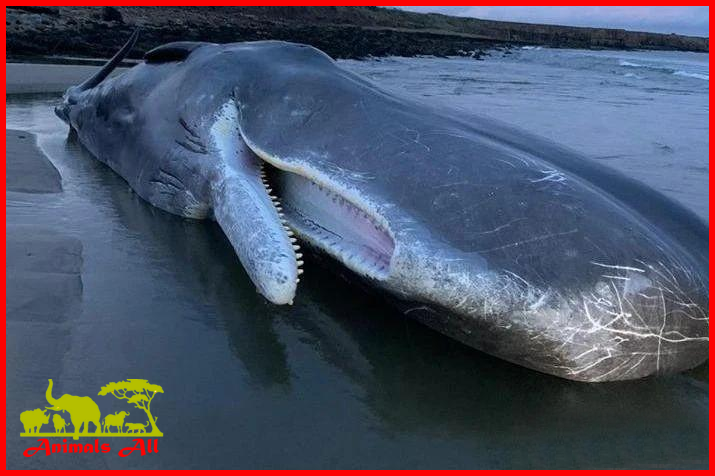 A stranded sperm whale showing its disproportionately small jaw