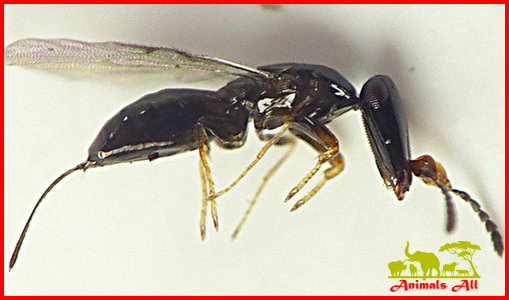 Fig Wasp Mating rituals
