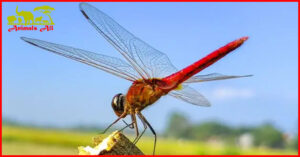 what do dragonflies eat