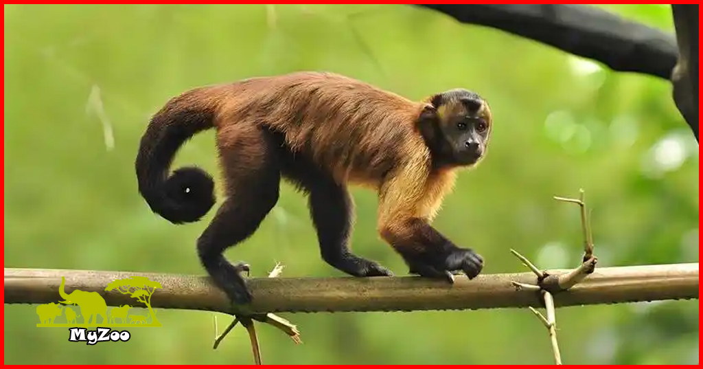 Capuchins monkey