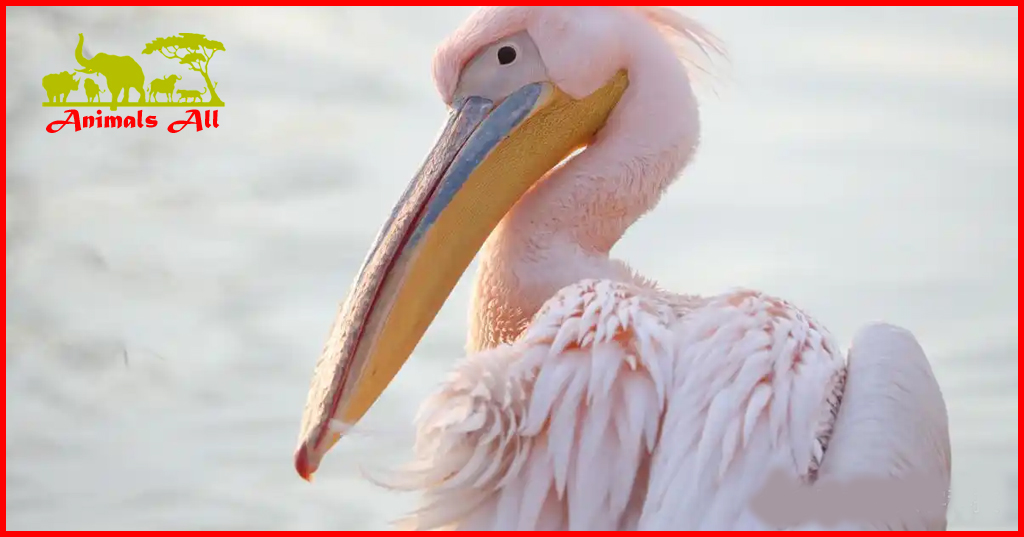 Dalmatian pelican