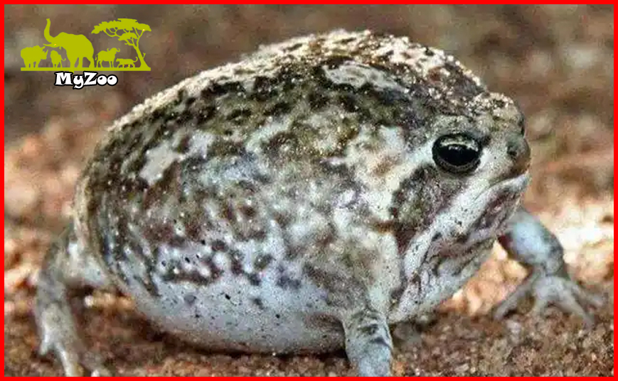 Desert Tree Frog