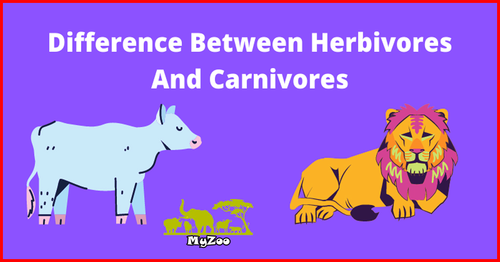 Herbivores vs Carnivores