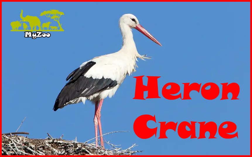 Heron crane