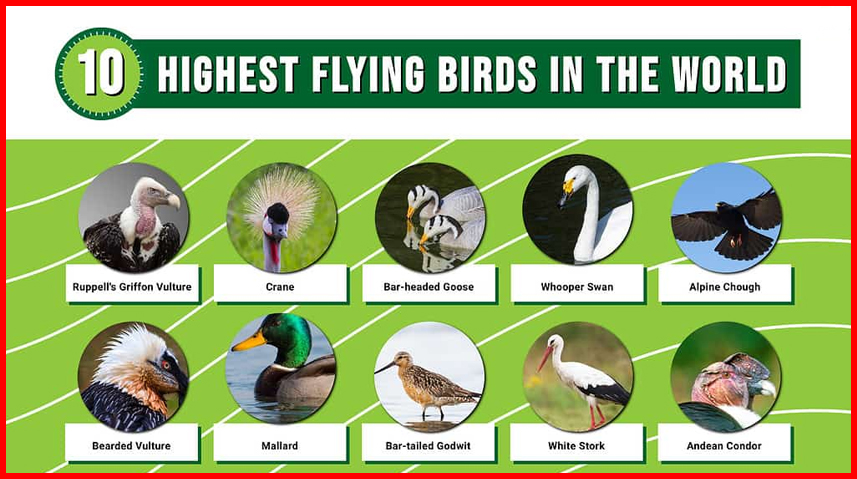 Highest flying birds