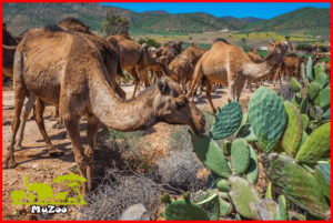 How do camels eat cactus