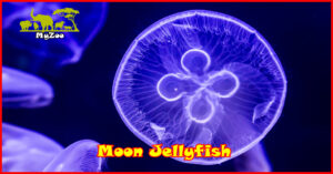 Moon Jellyfish