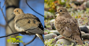 Mourning dove