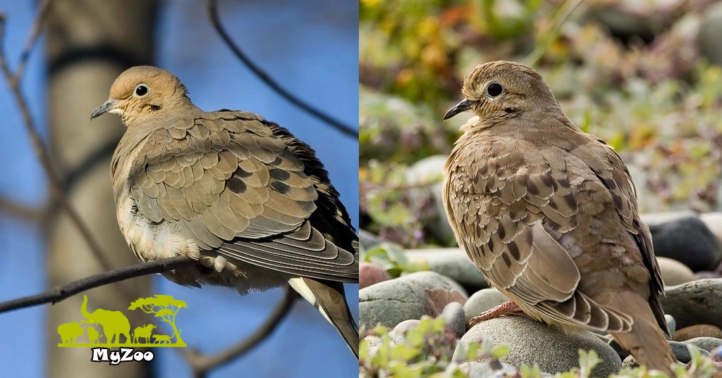 Mourning dove