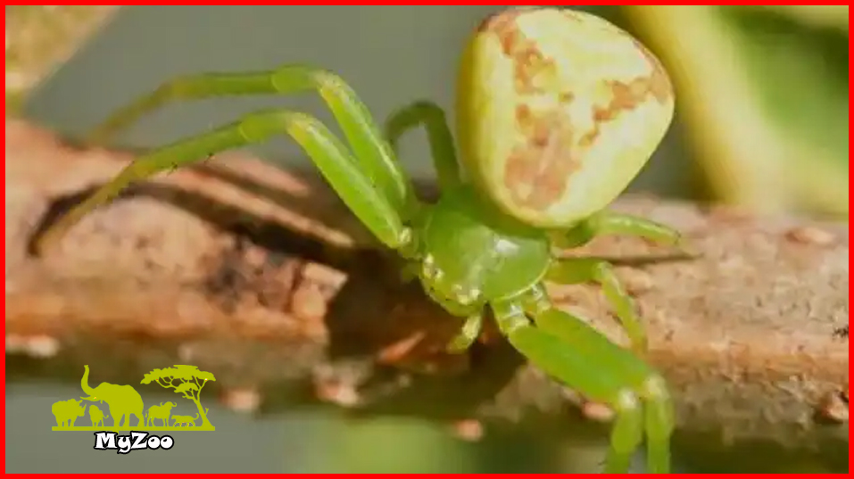 flower spider