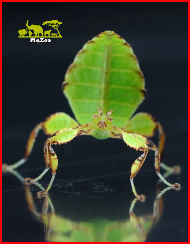 leaf insect