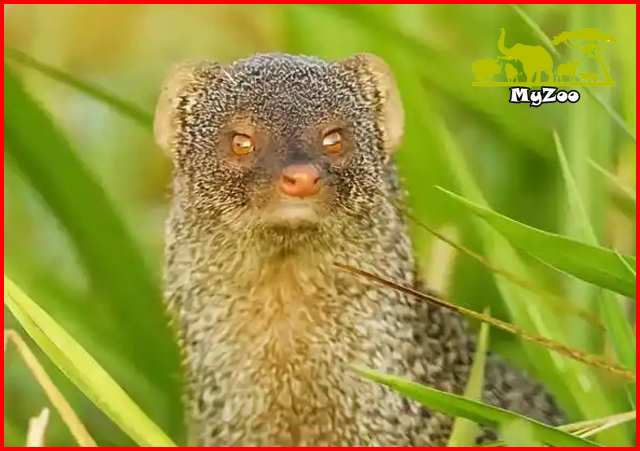 Mongoose