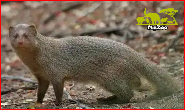 Mongoose