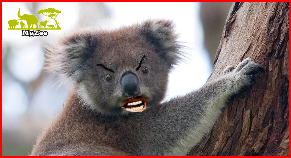 Drop bear