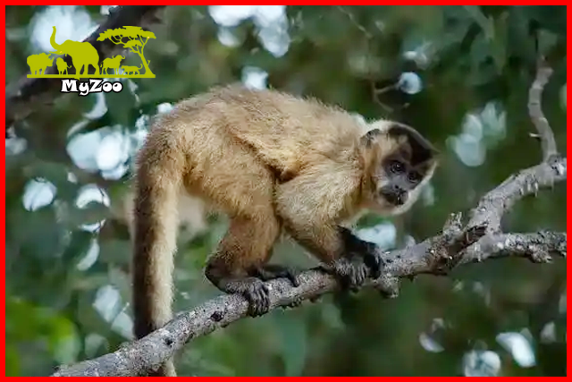 Capuchins monkey