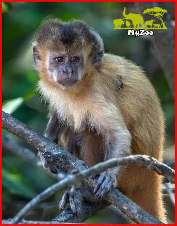 Capuchins monkey