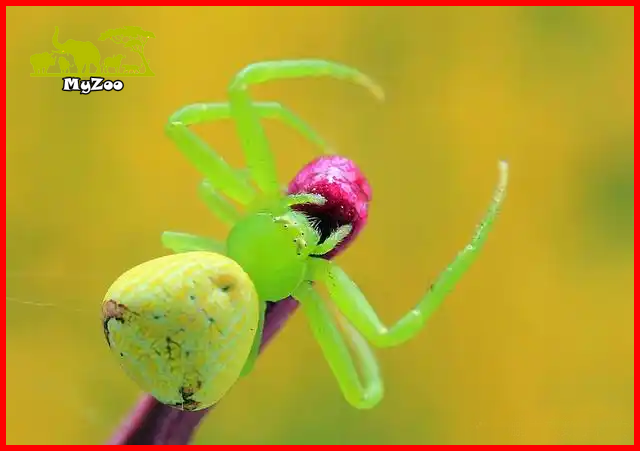 flower spider