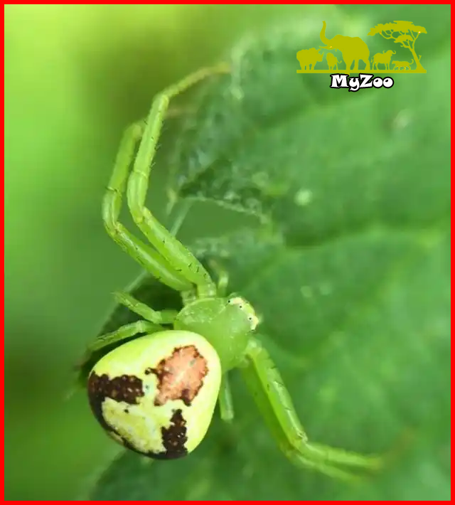 flower spider