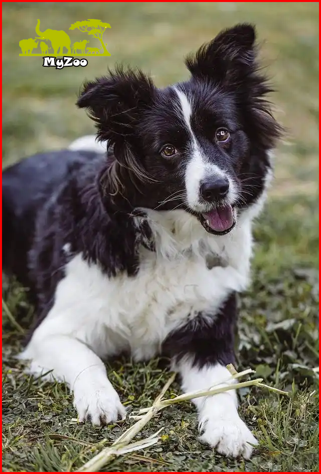 How long do border collies live