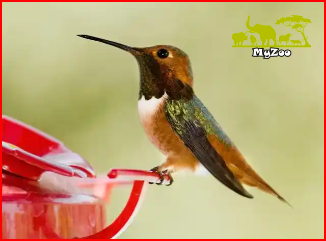 hummingbird