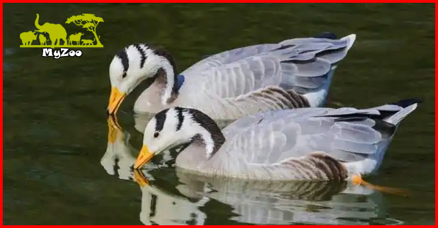 Bar-headed geese