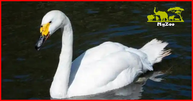 Mute swan