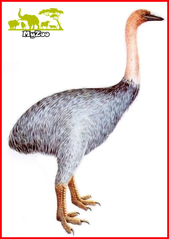 Elephant Bird