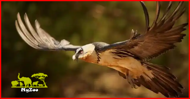 Bearded Vulture