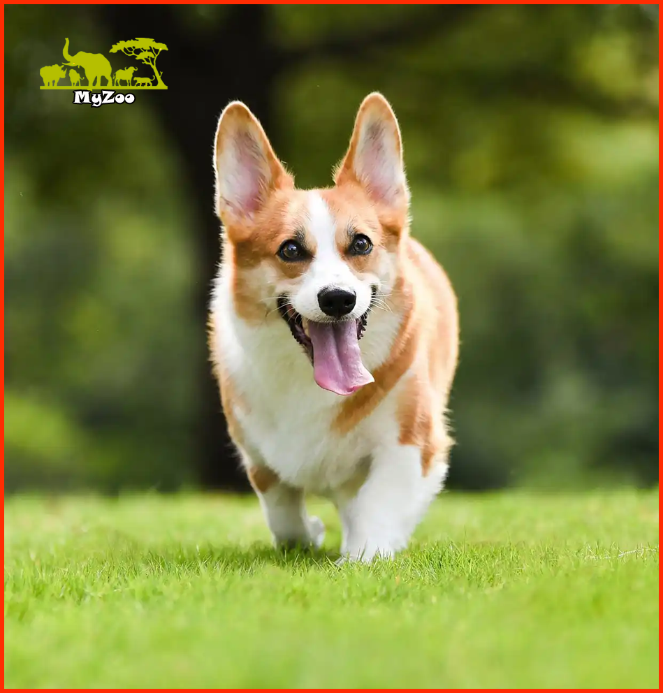 cowboy corgi