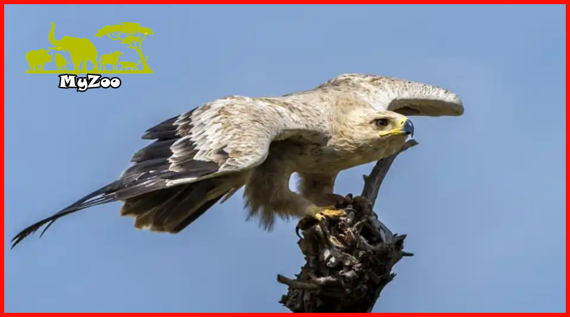 Peregrine falcon