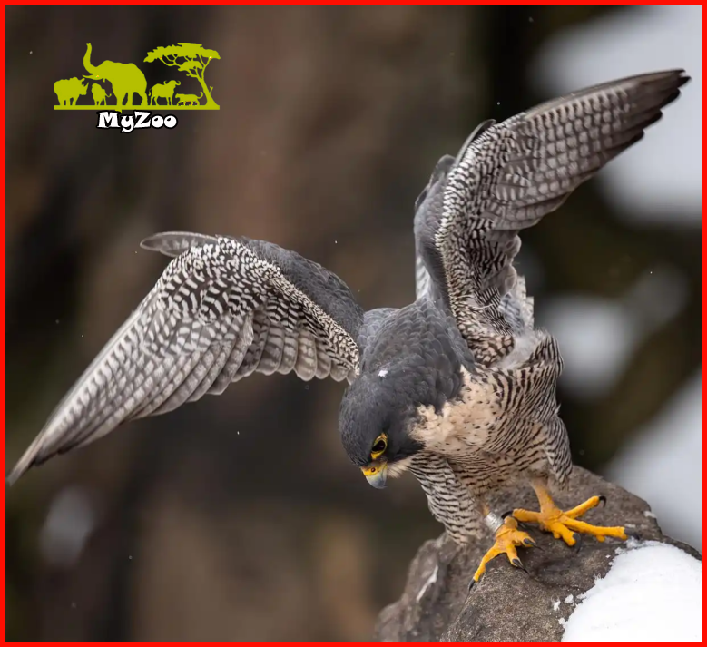 Peregrine falcon