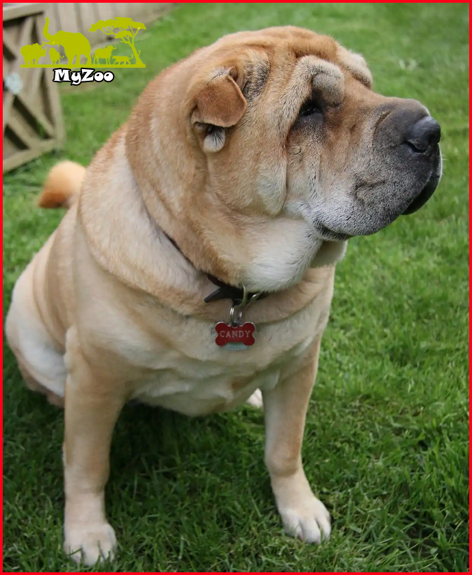 Shar Pei dog