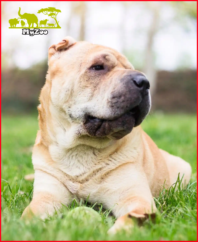 Shar Pei dog