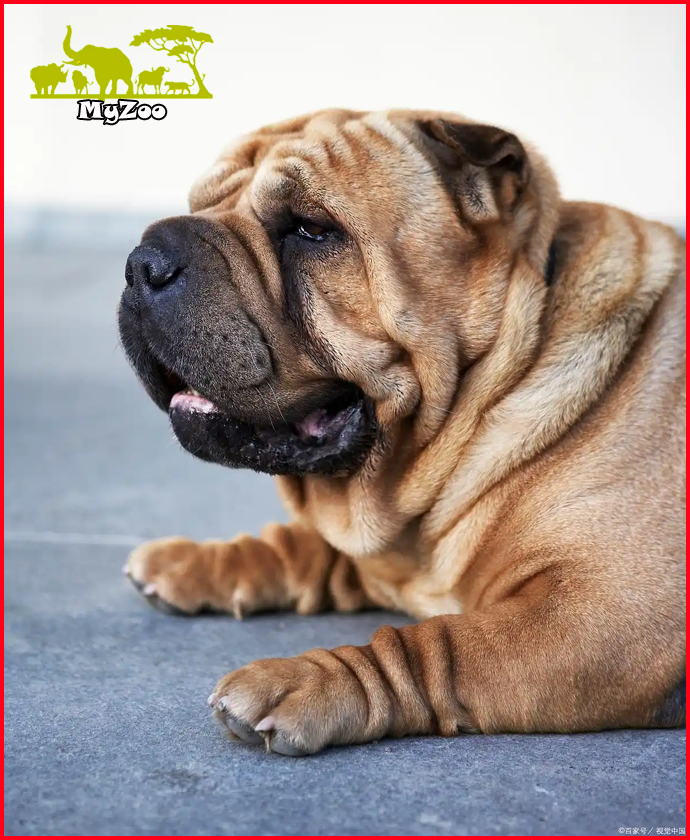 Shar Pei dog