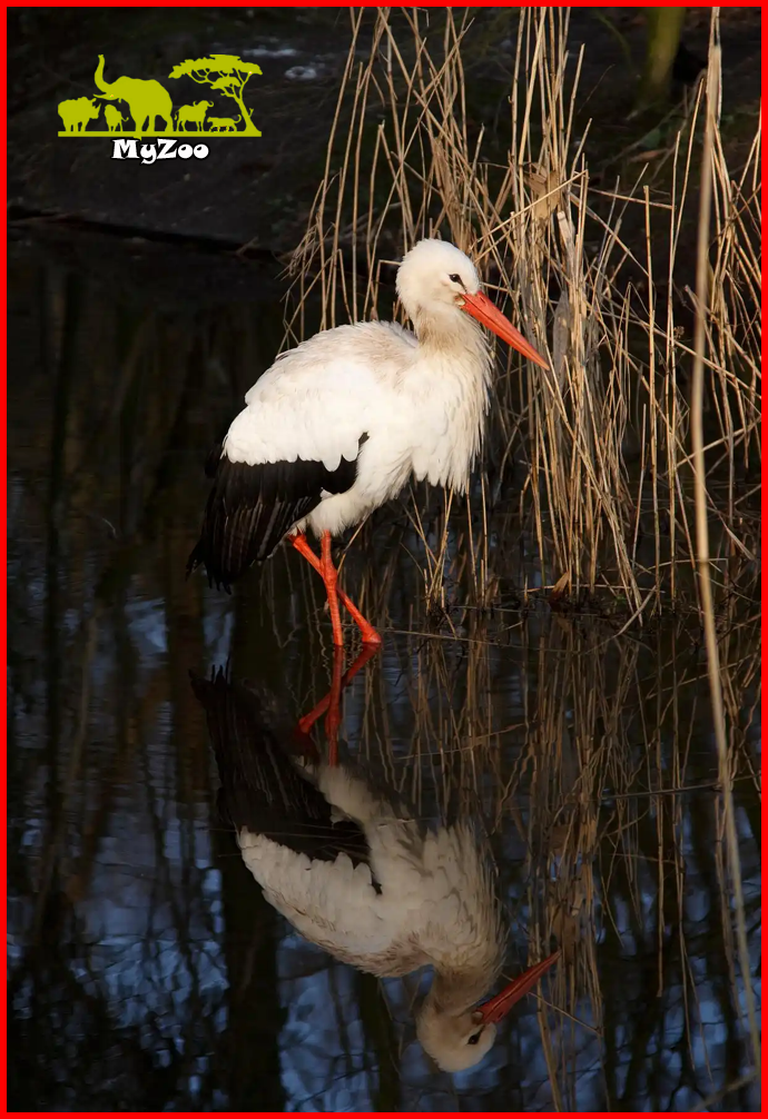 Heron crane 