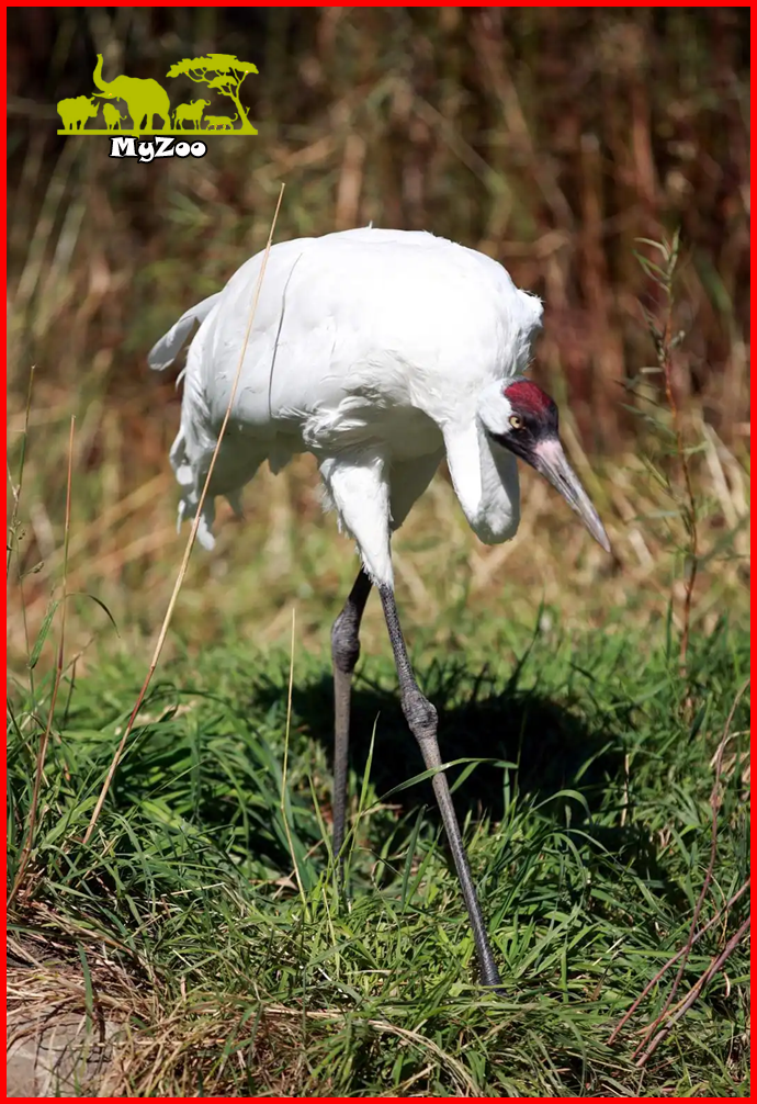 Heron crane 