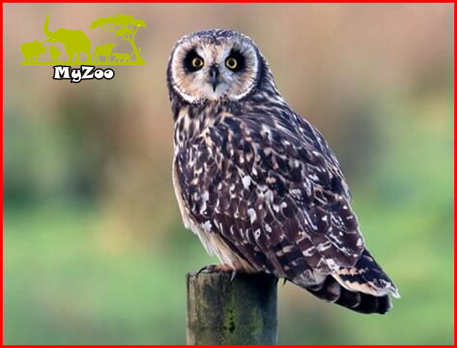 Short-eared Owls